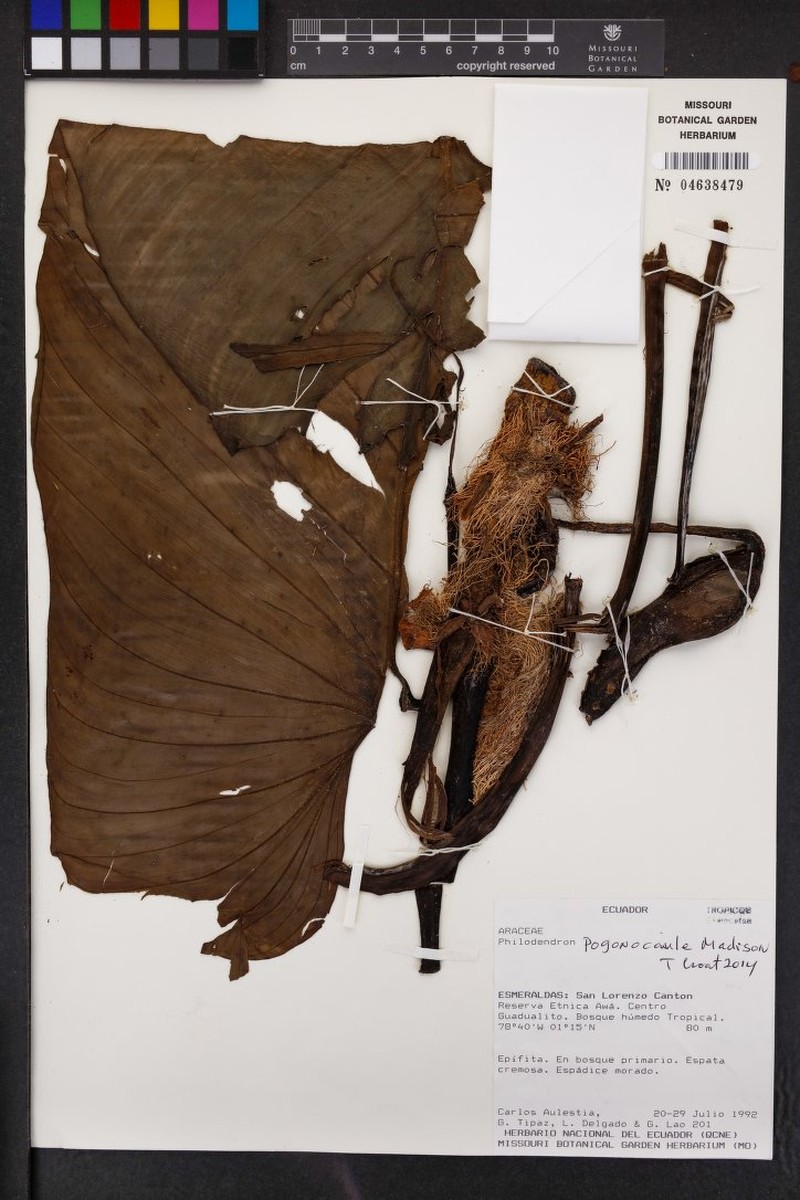 Philodendron delgadoae