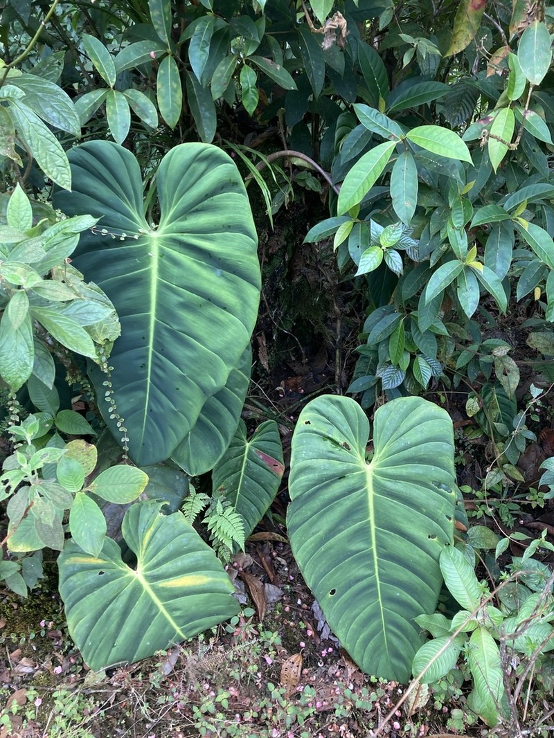 Philodendron esmeraldense