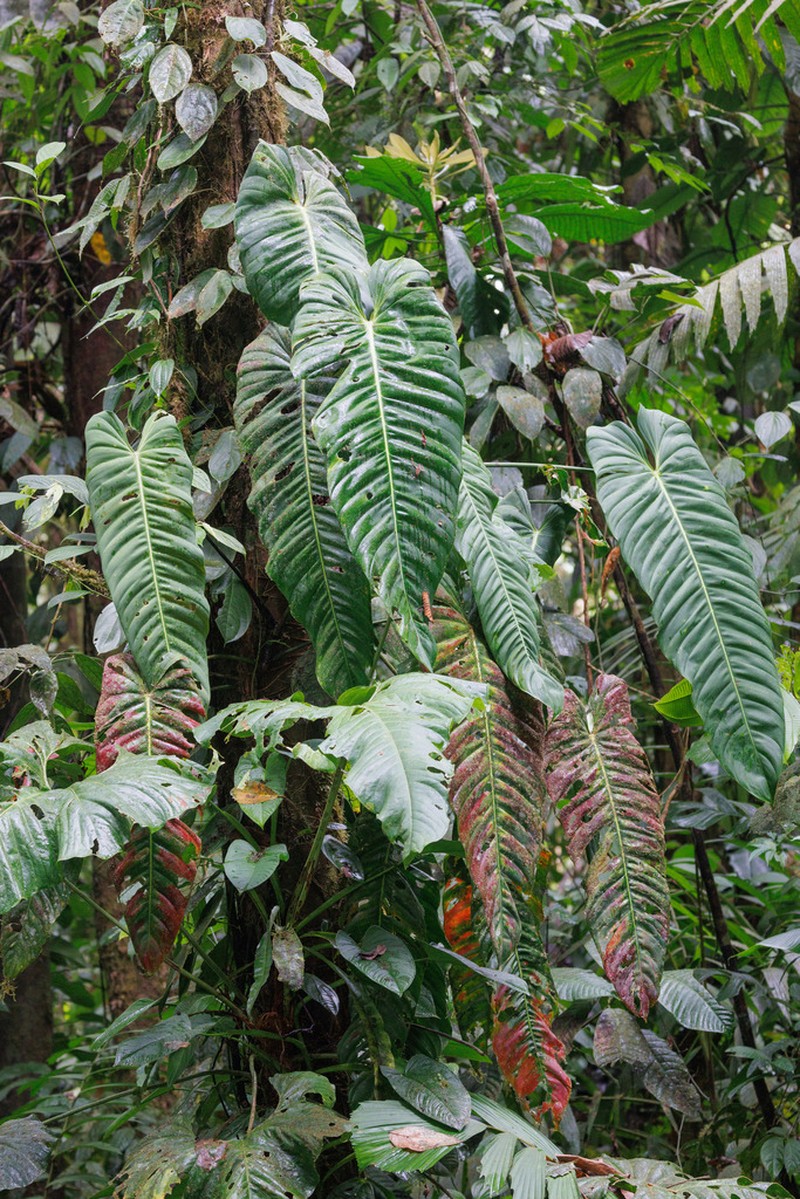 Philodendron esmeraldense photo 2