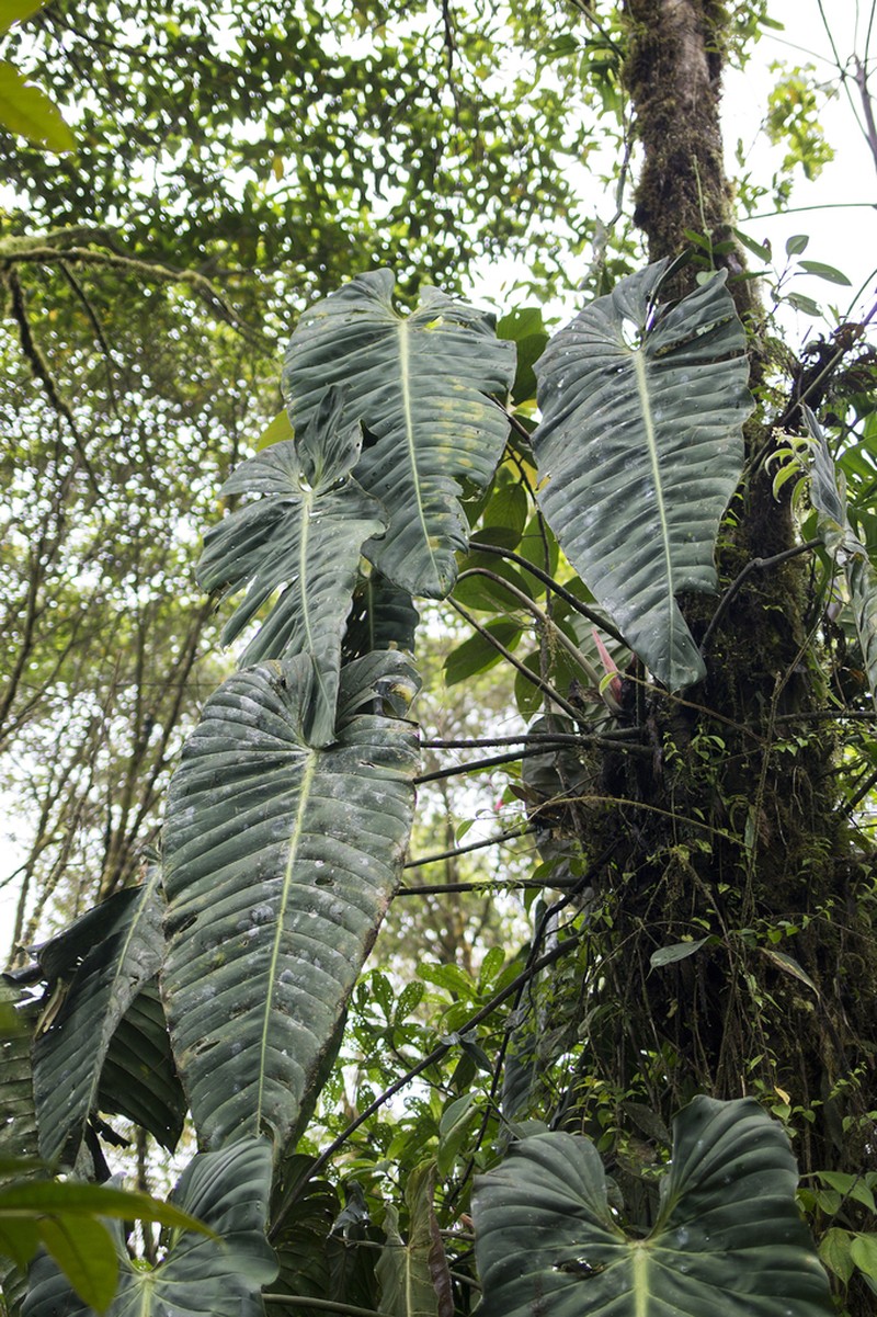 Philodendron esmeraldense photo 3