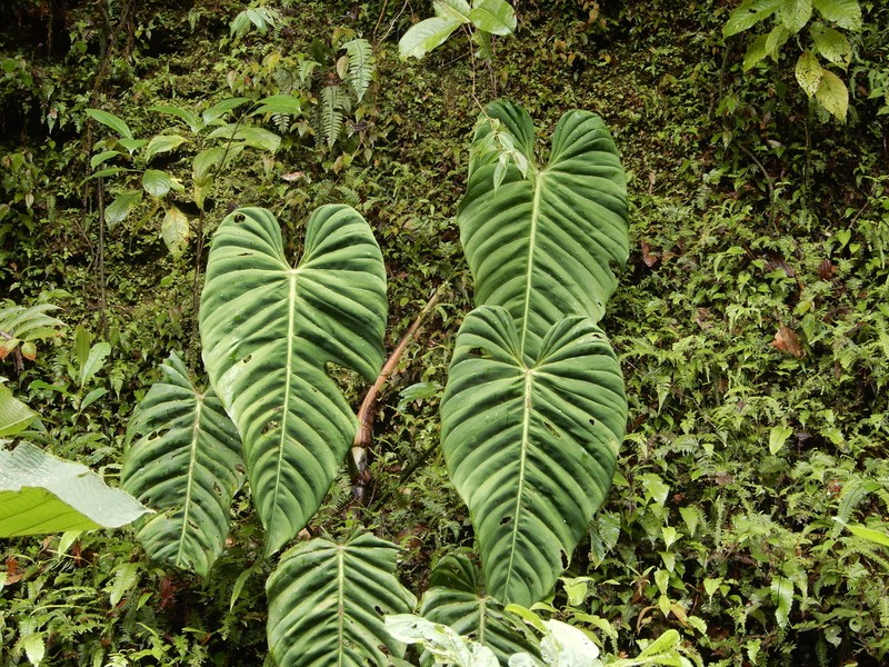 Philodendron esmeraldense photo 4