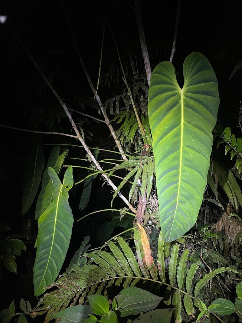 Philodendron esmeraldense photo 5
