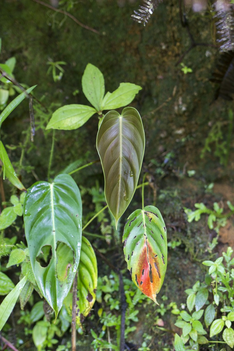 Philodendron esmeraldense photo 6