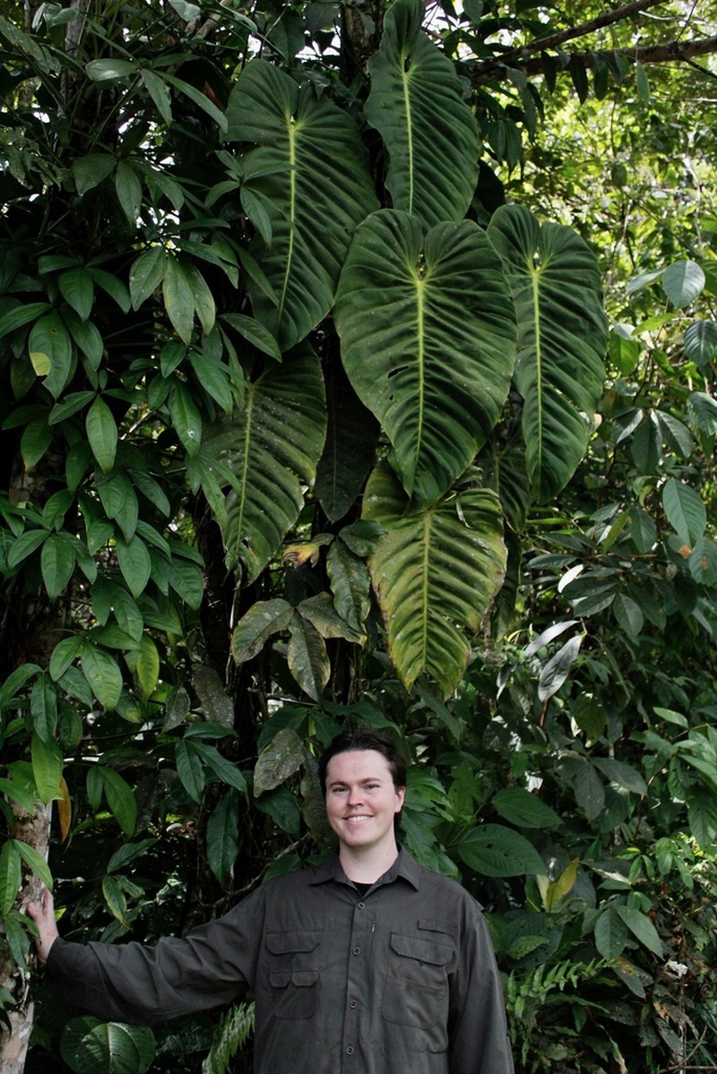 Philodendron esmeraldense photo 7