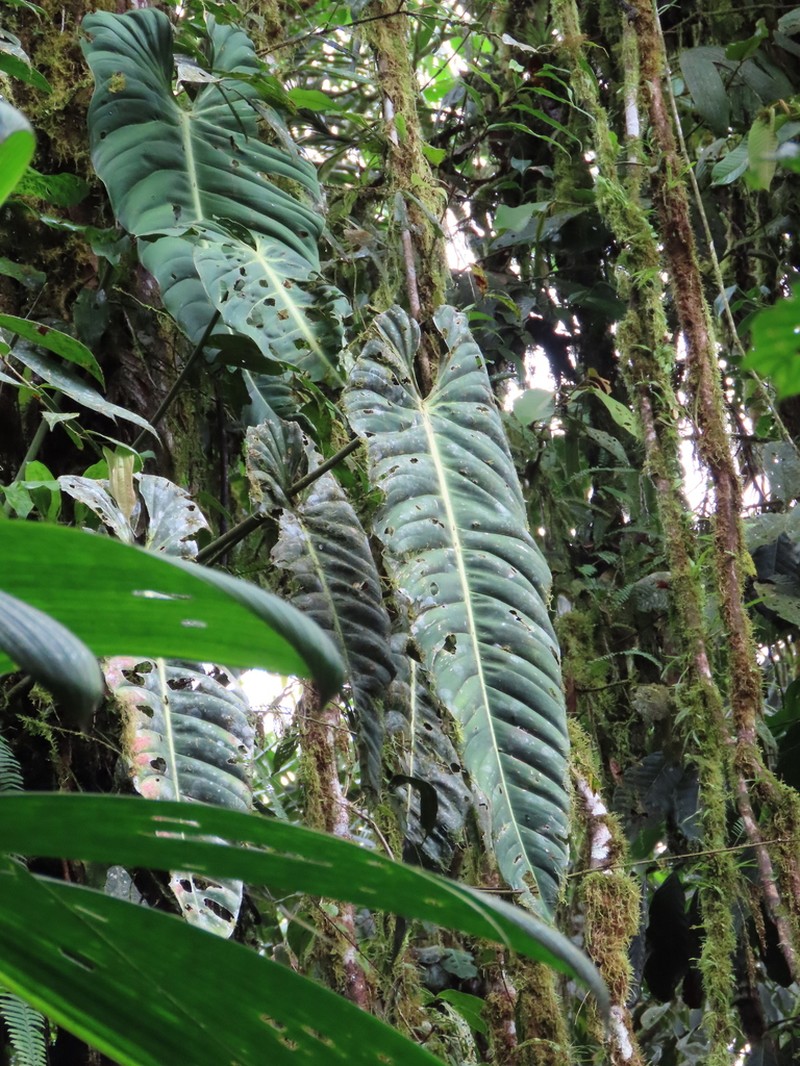 Philodendron esmeraldense photo 8