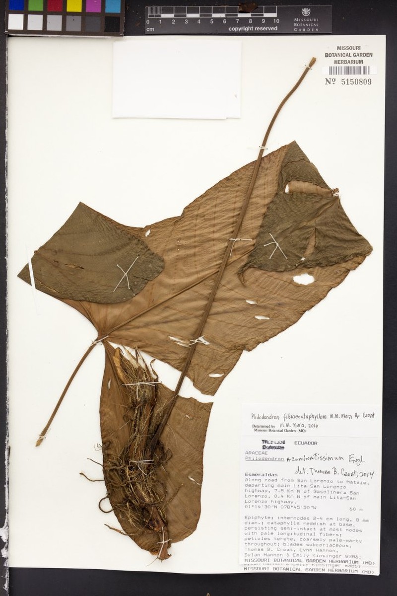 Philodendron fibraecataphyllum
