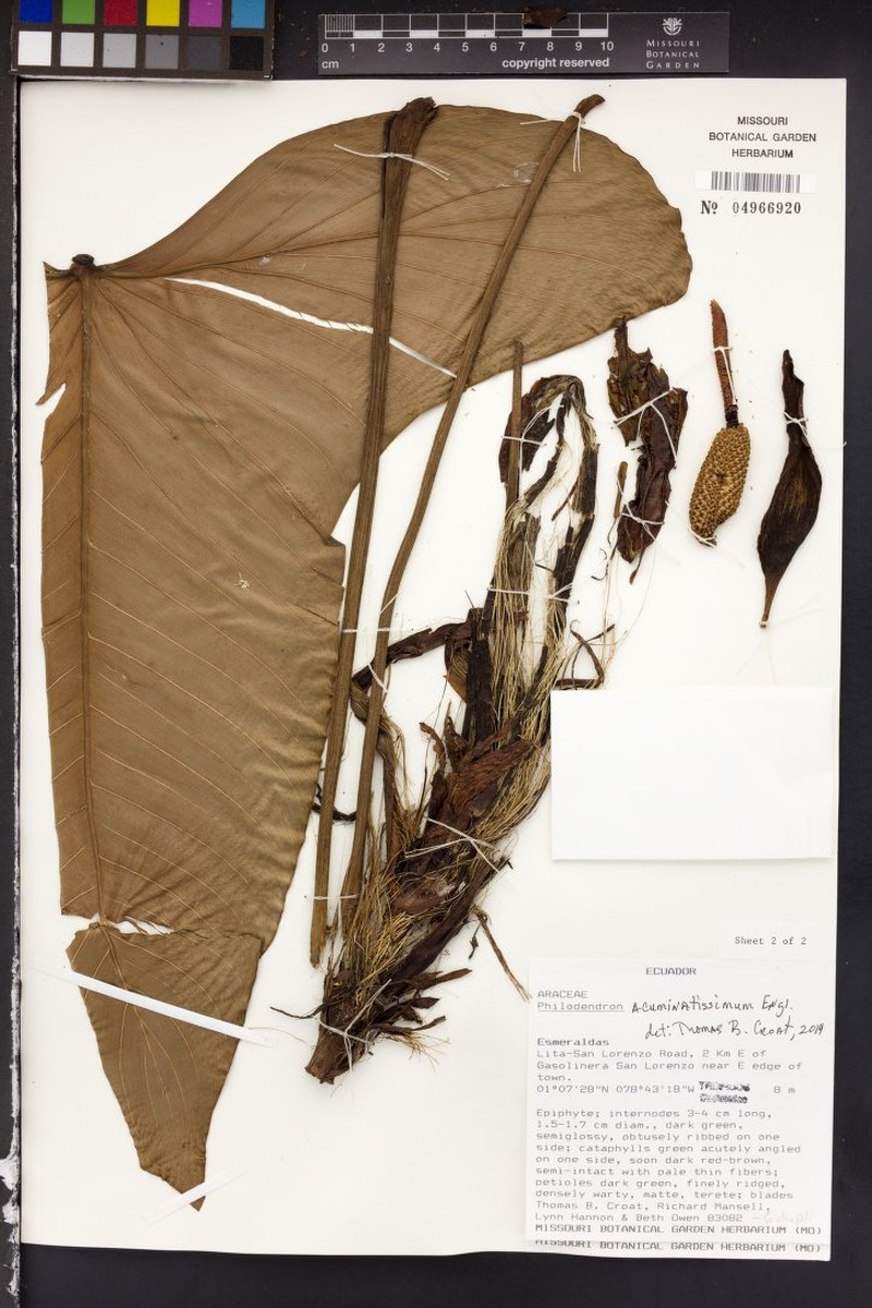 Philodendron fibraecataphyllum photo 2