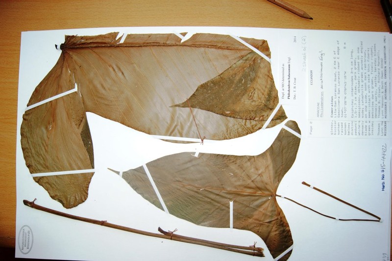 Philodendron fibraecataphyllum photo 3