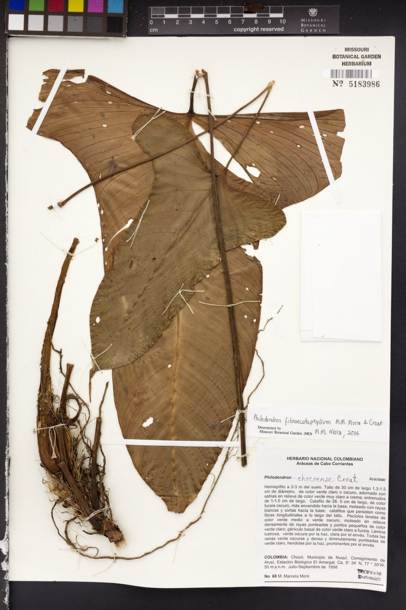 Philodendron fibraecataphyllum photo 4
