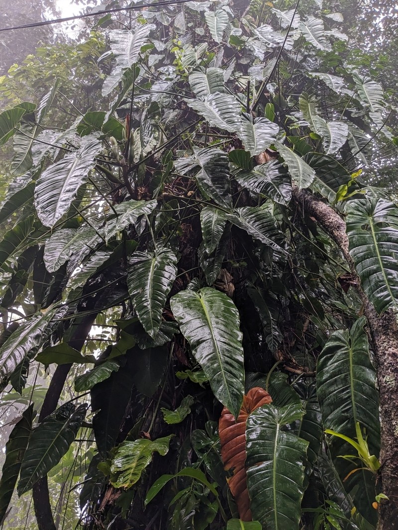 Philodendron florianetlii