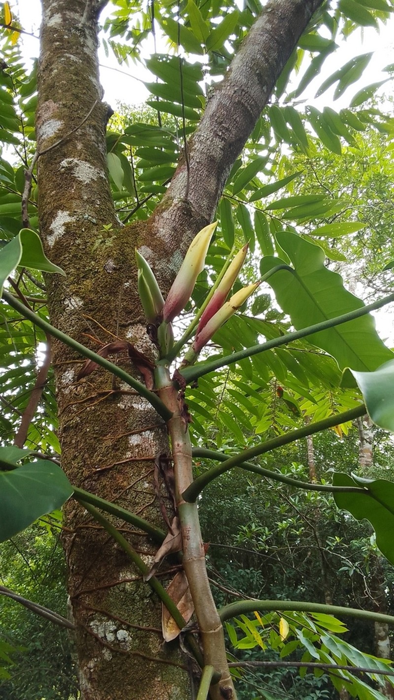 Philodendron florianetlii photo 2