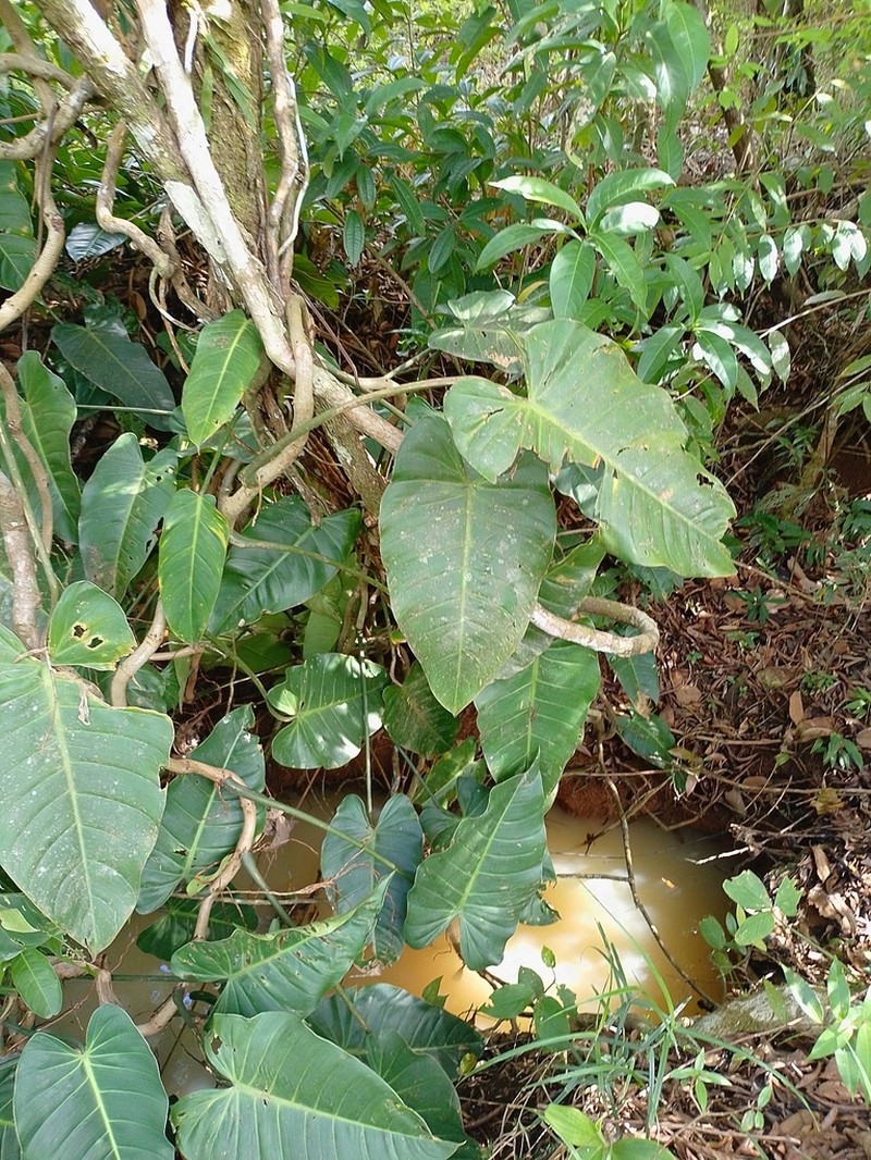 Philodendron florianetlii photo 3