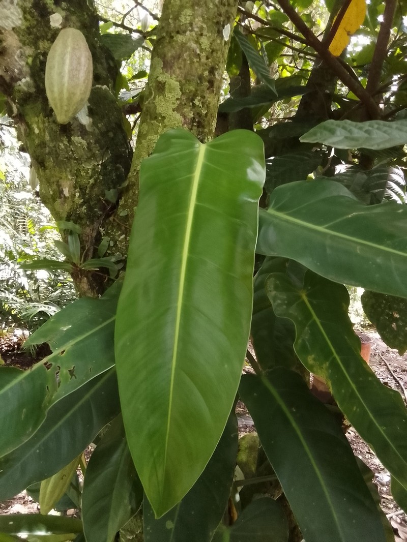 Philodendron florianetlii photo 4