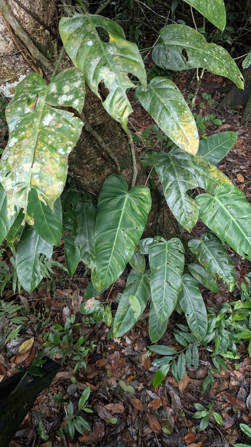 Philodendron florianetlii photo 5
