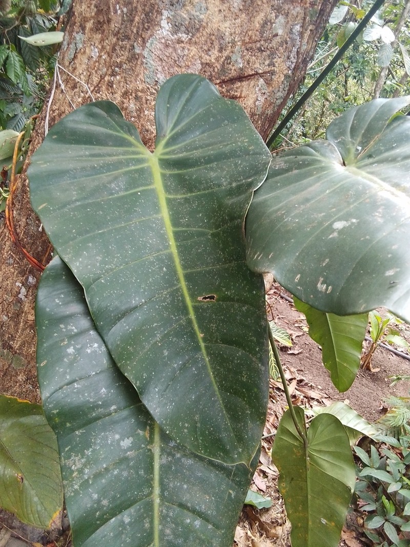 Philodendron florianetlii photo 6