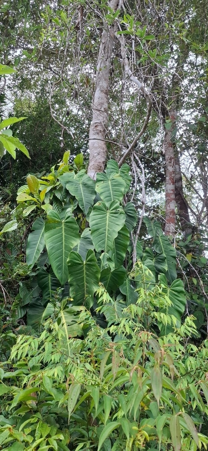 Philodendron florianetlii photo 7