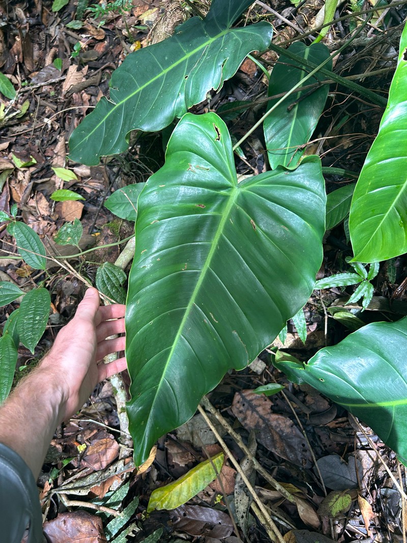 Philodendron florianetlii photo 8