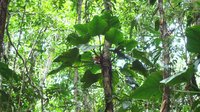 Shortstem Philodendron