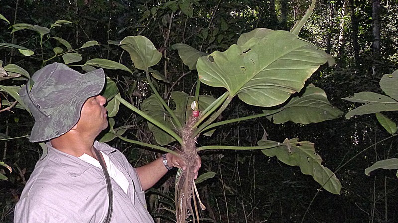 Shortstem Philodendron photo 3