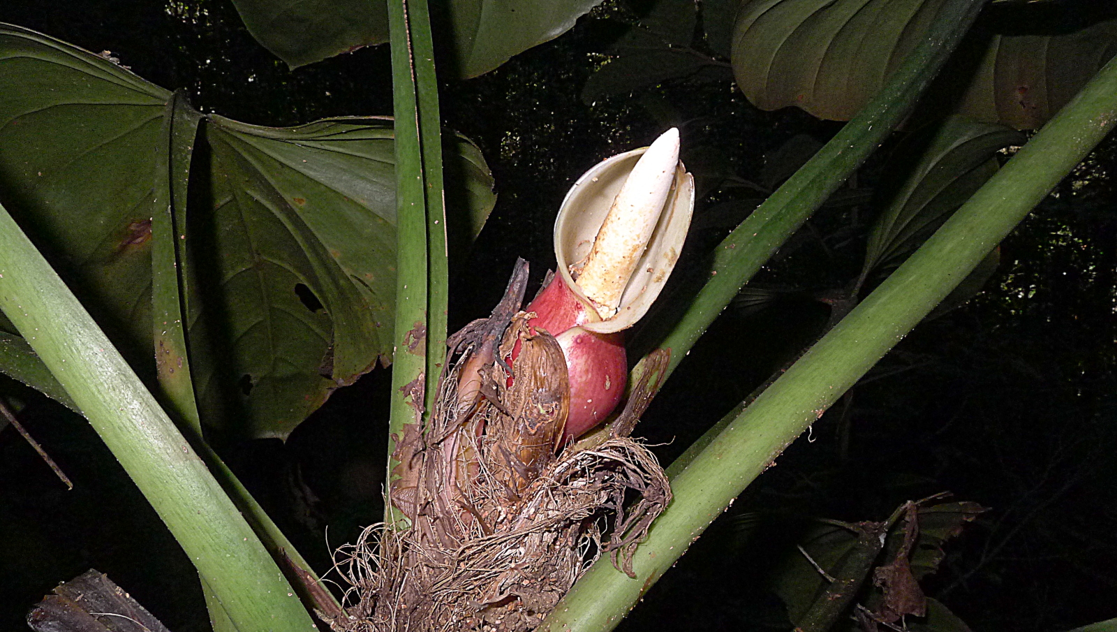 Shortstem Philodendron photo 5