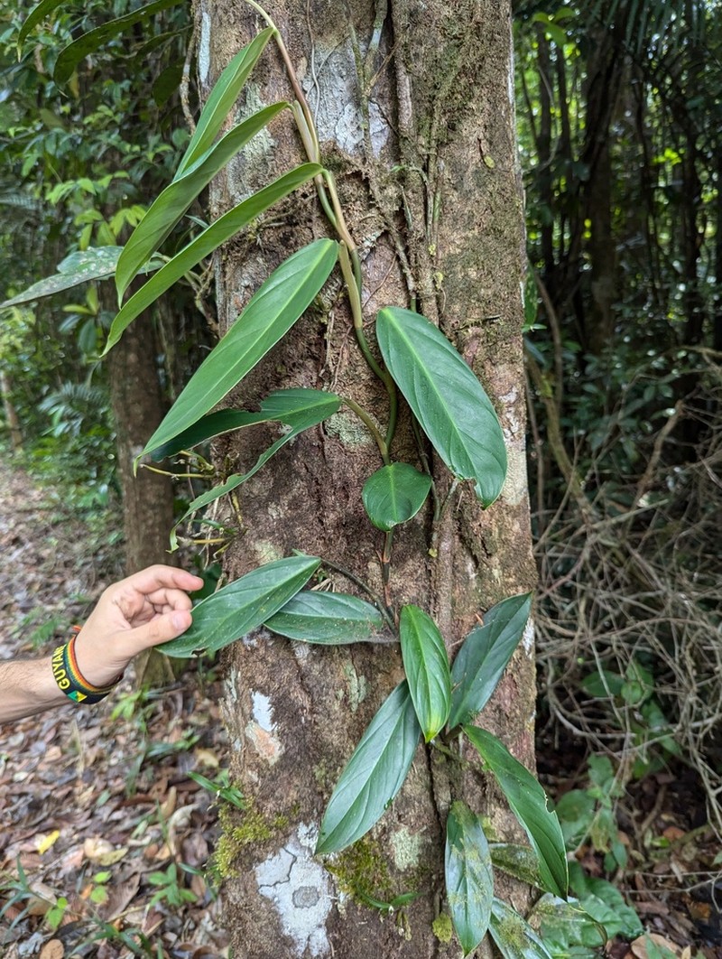 Shortstem Philodendron photo 5