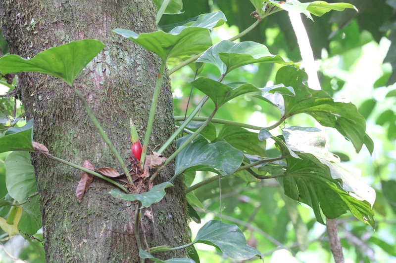 Shortstem Philodendron photo 6