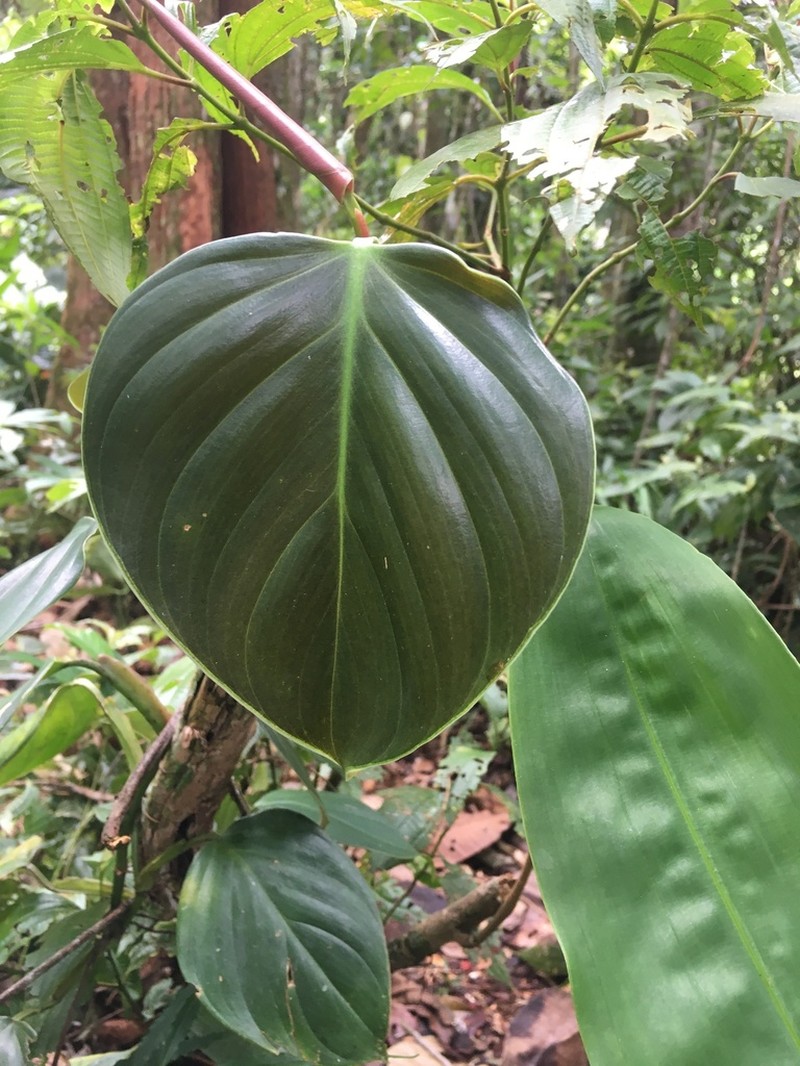 Shortstem Philodendron photo 7