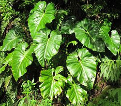 Giant Philodendron