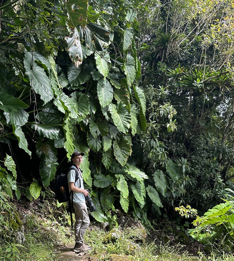 Giant Philodendron photo 2