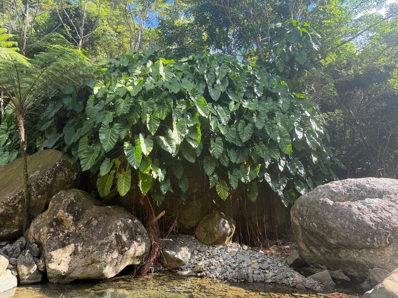 Giant Philodendron photo 3