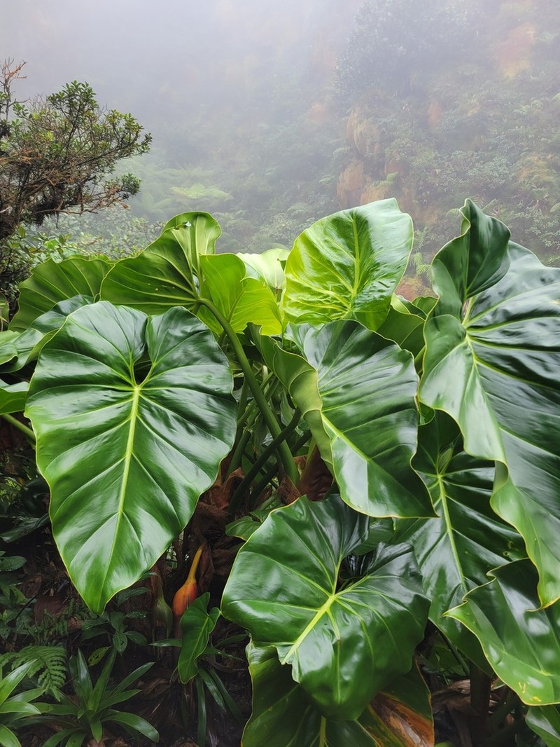 Giant Philodendron photo 4