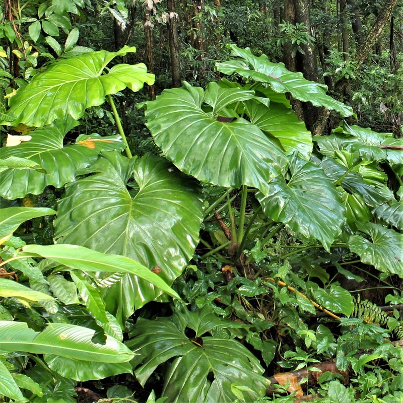 Giant Philodendron photo 5