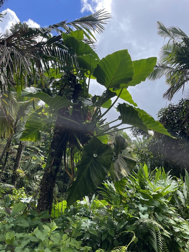 Giant Philodendron photo 6