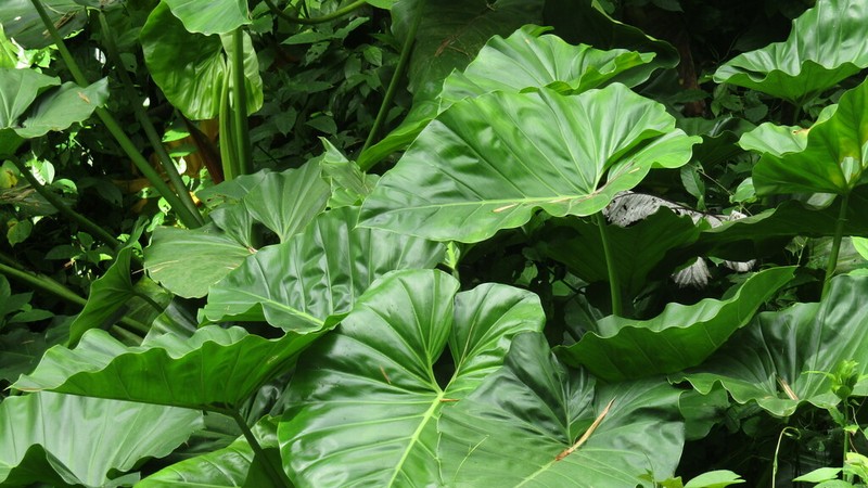 Giant Philodendron photo 7