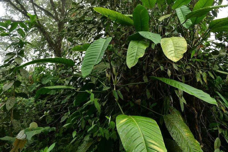 Philodendron hannoniae