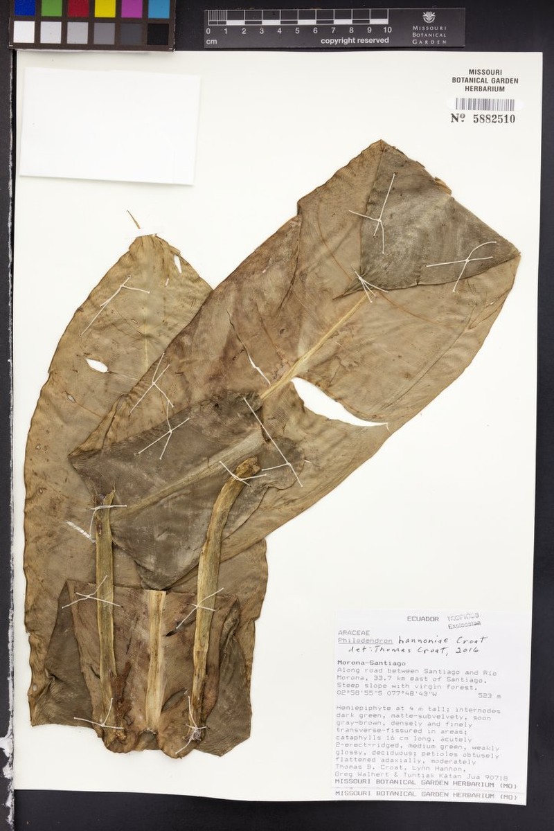 Philodendron hannoniae photo 2