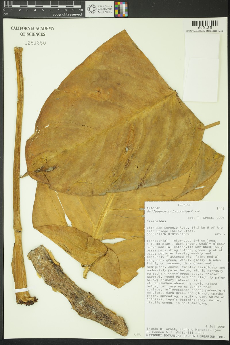 Philodendron hannoniae photo 4