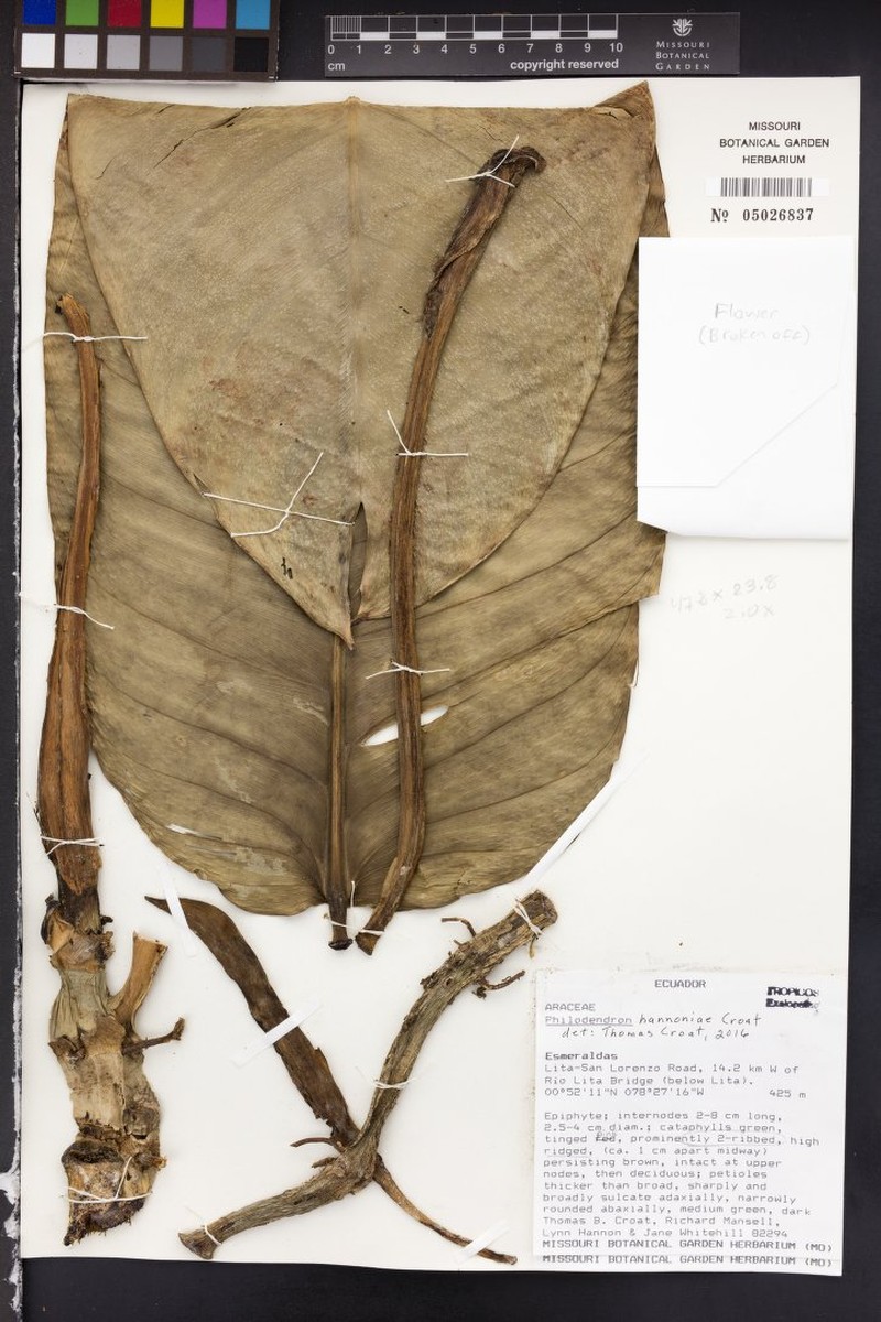 Philodendron hannoniae photo 5