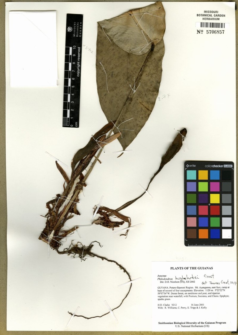 Philodendron hughclarkei