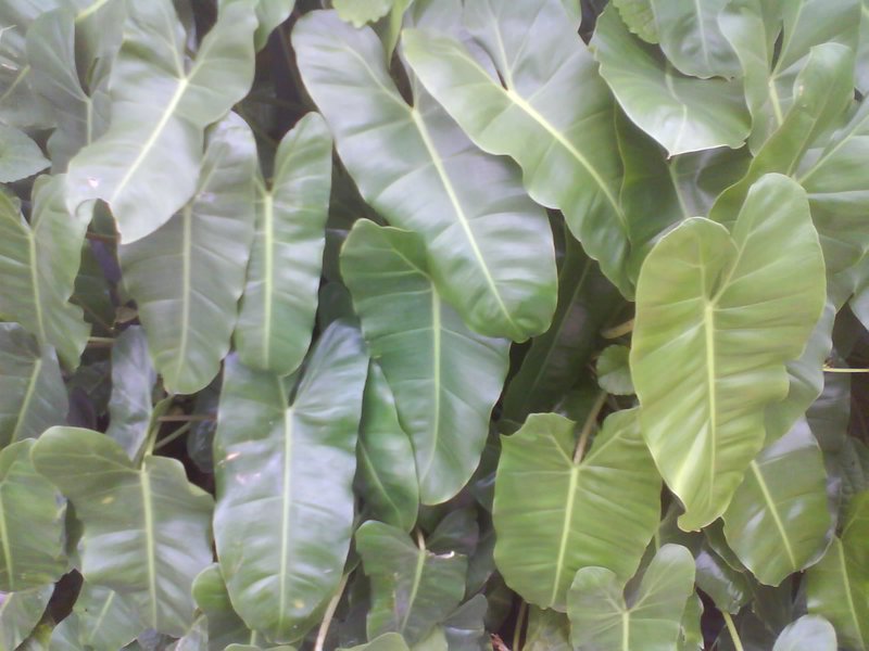 Philodendron