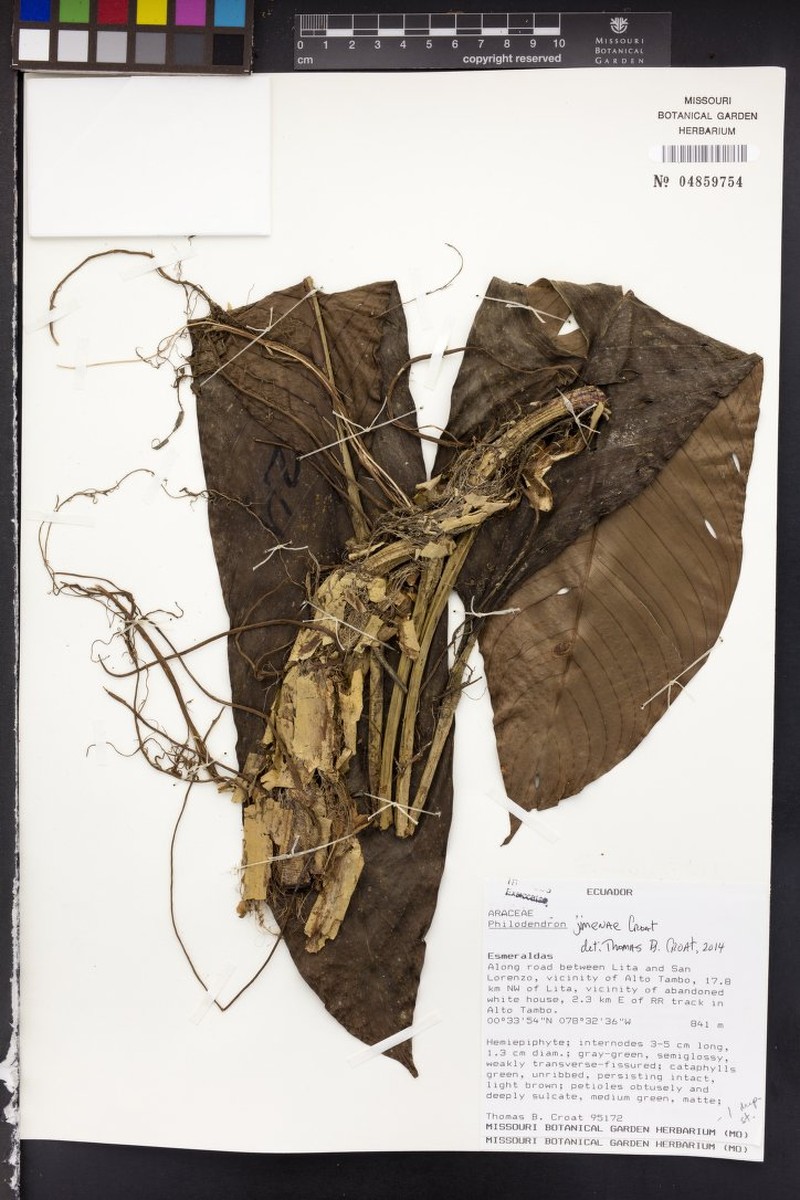 Philodendron jimenae