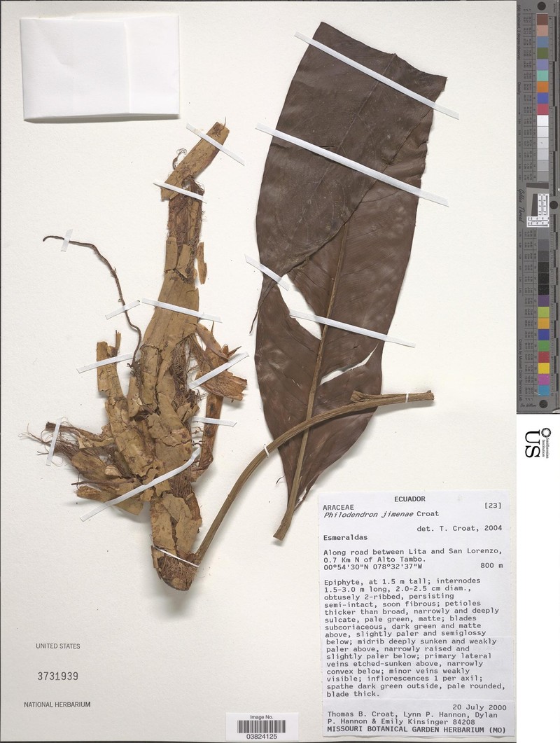Philodendron jimenae photo 2