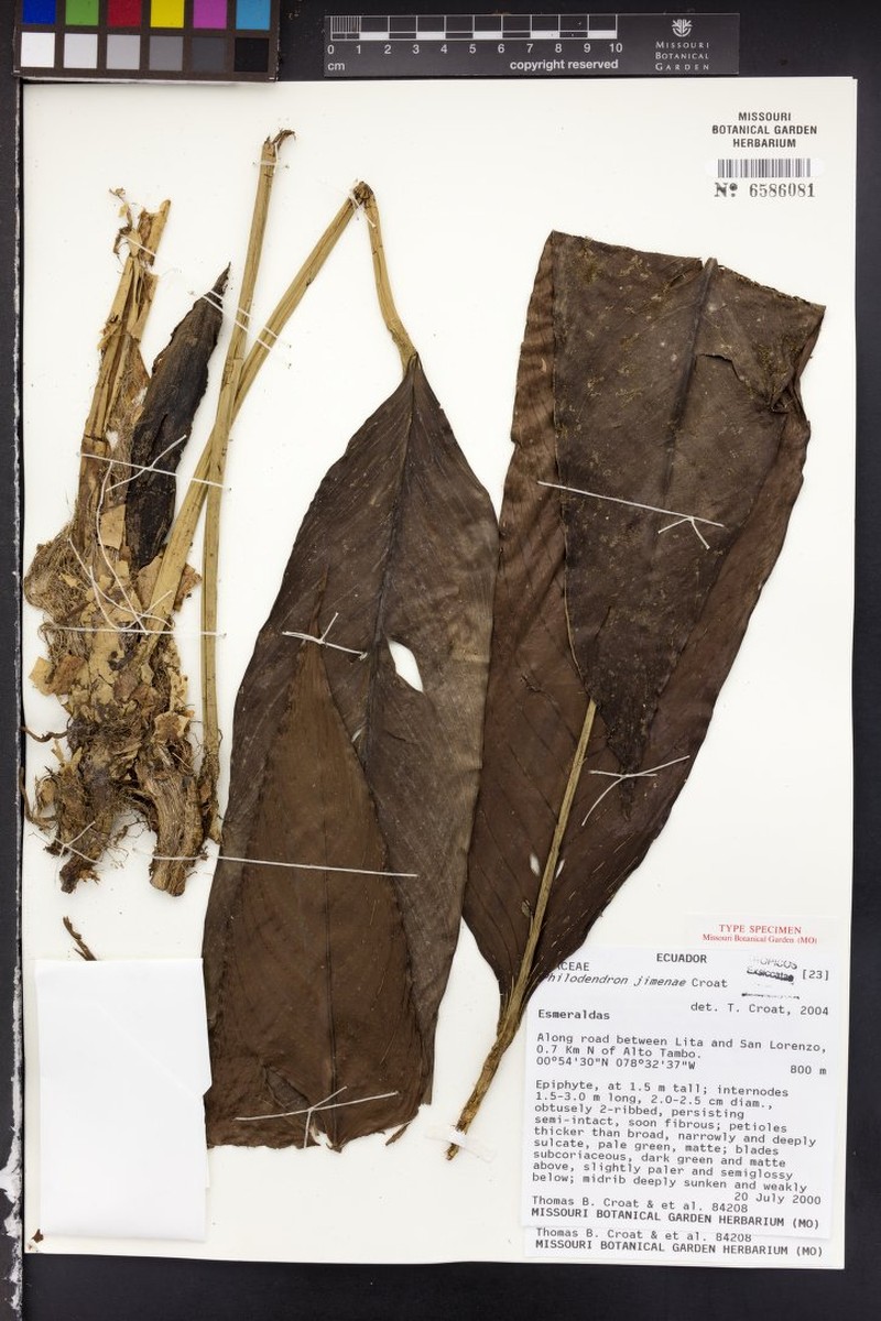 Philodendron jimenae photo 3