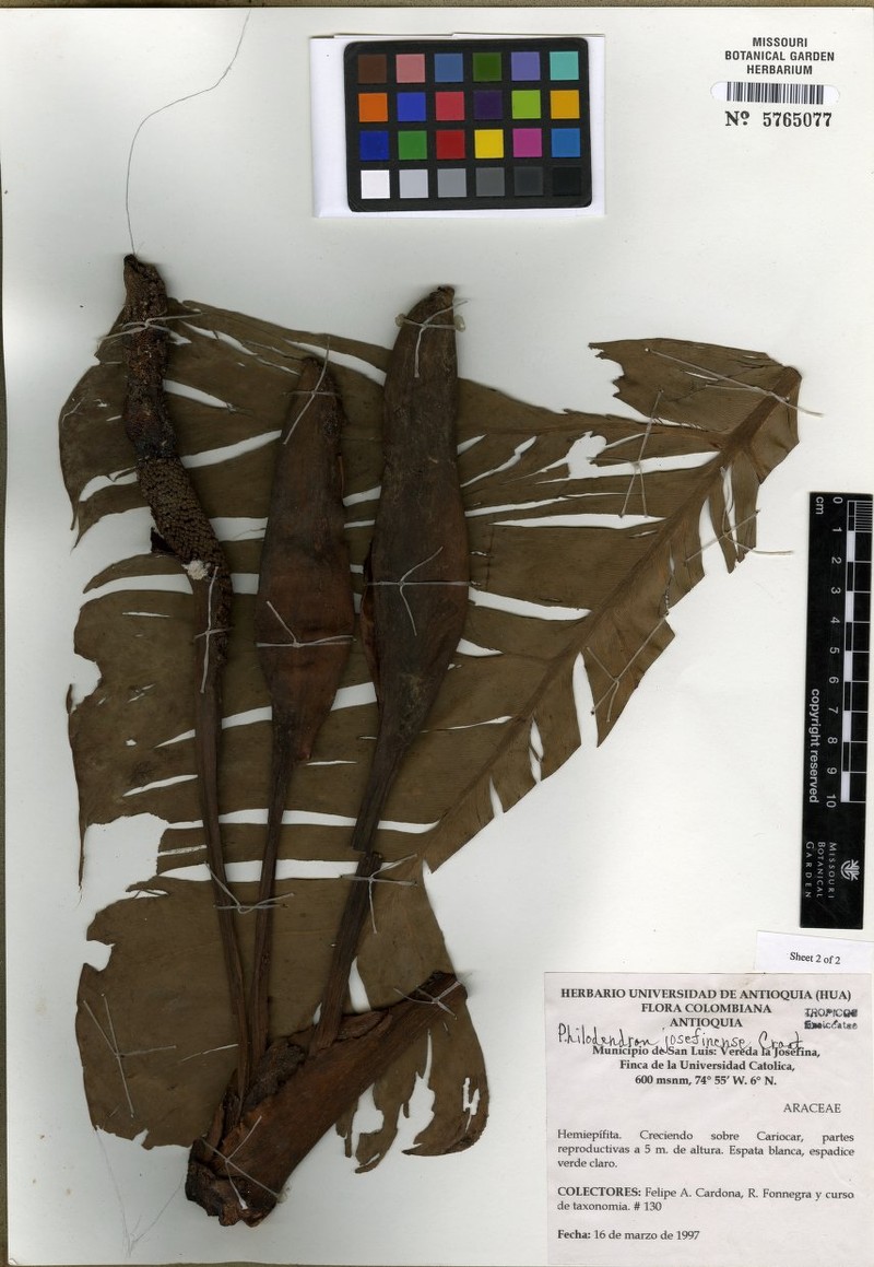 Philodendron josefinense