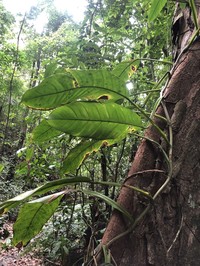 Treelover