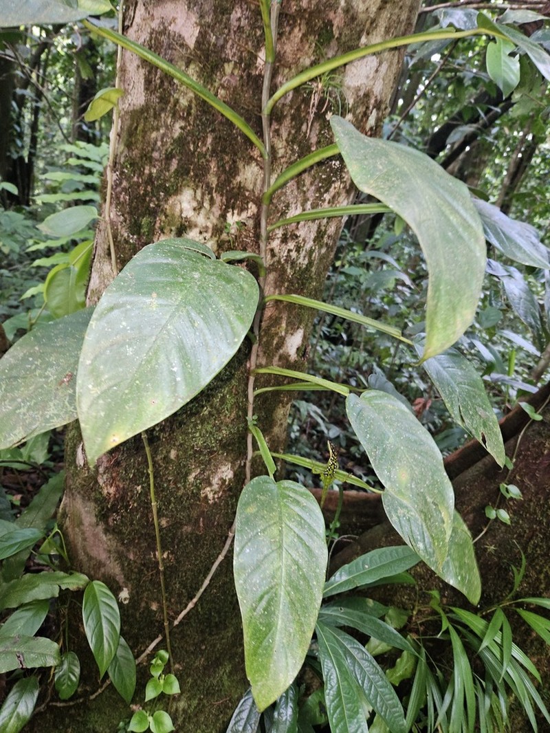 Treelover photo 3