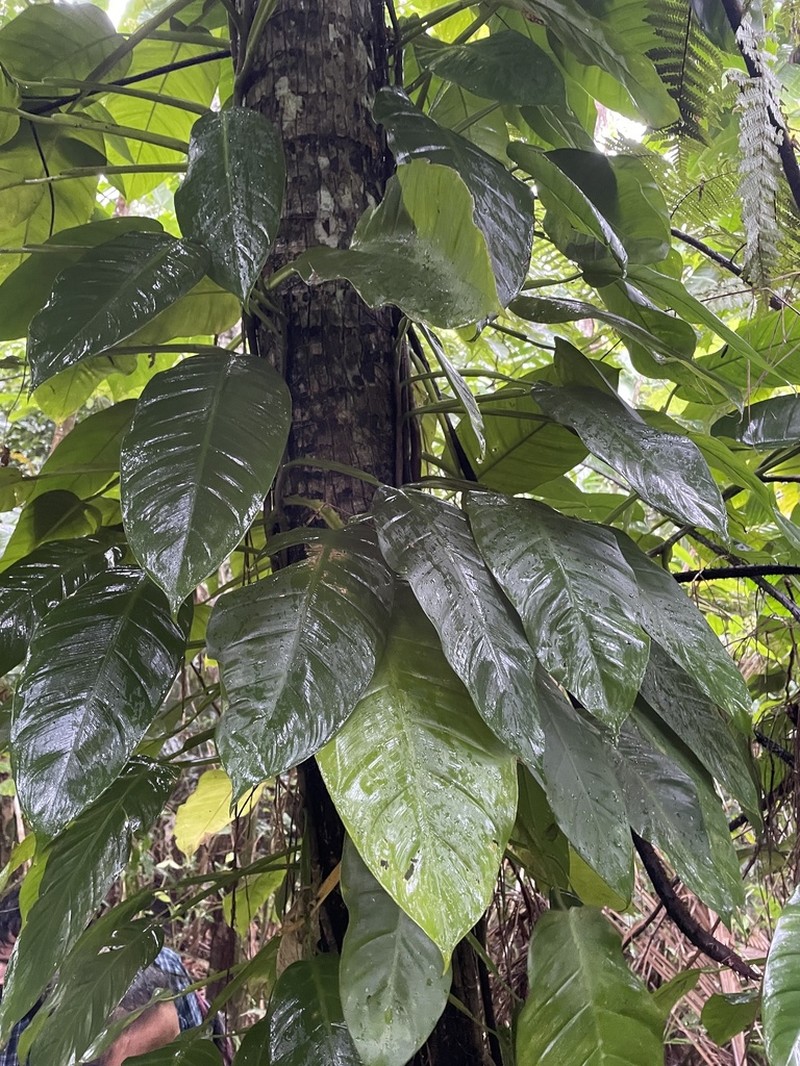 Treelover photo 4