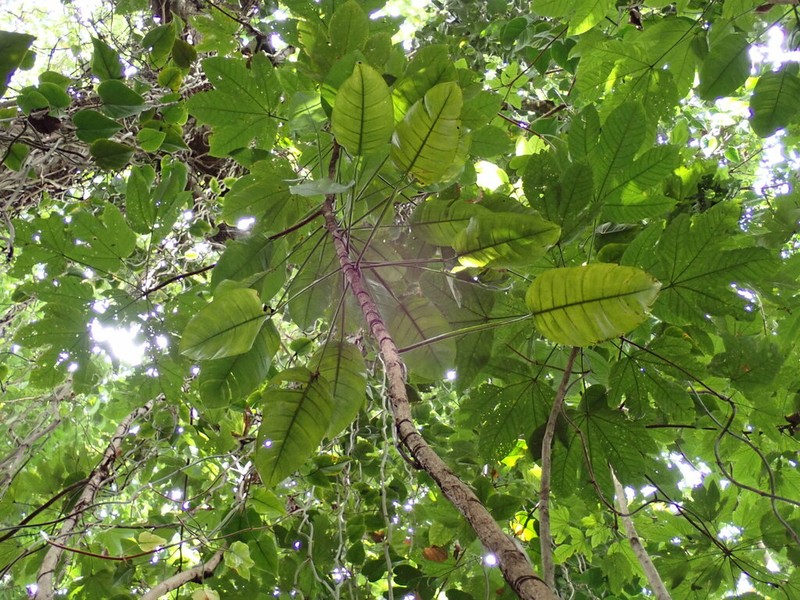Treelover photo 6