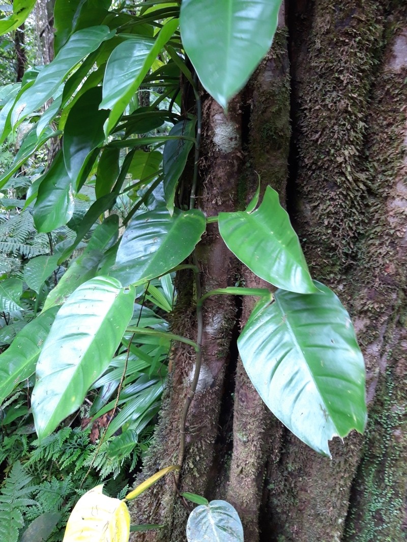 Treelover photo 7