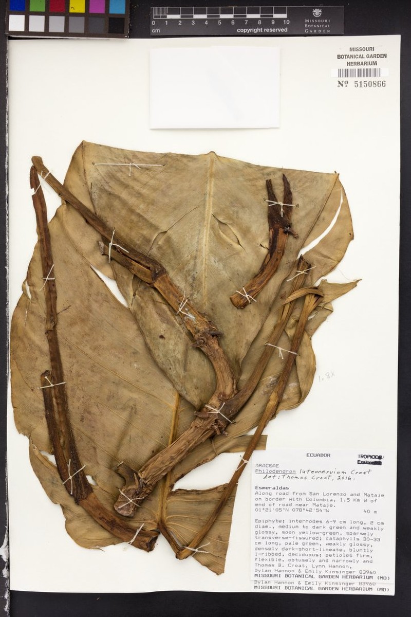 Philodendron luteonervium photo 2